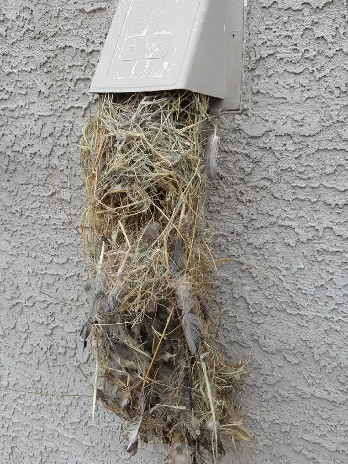 Bird nest in a dryer vent hood