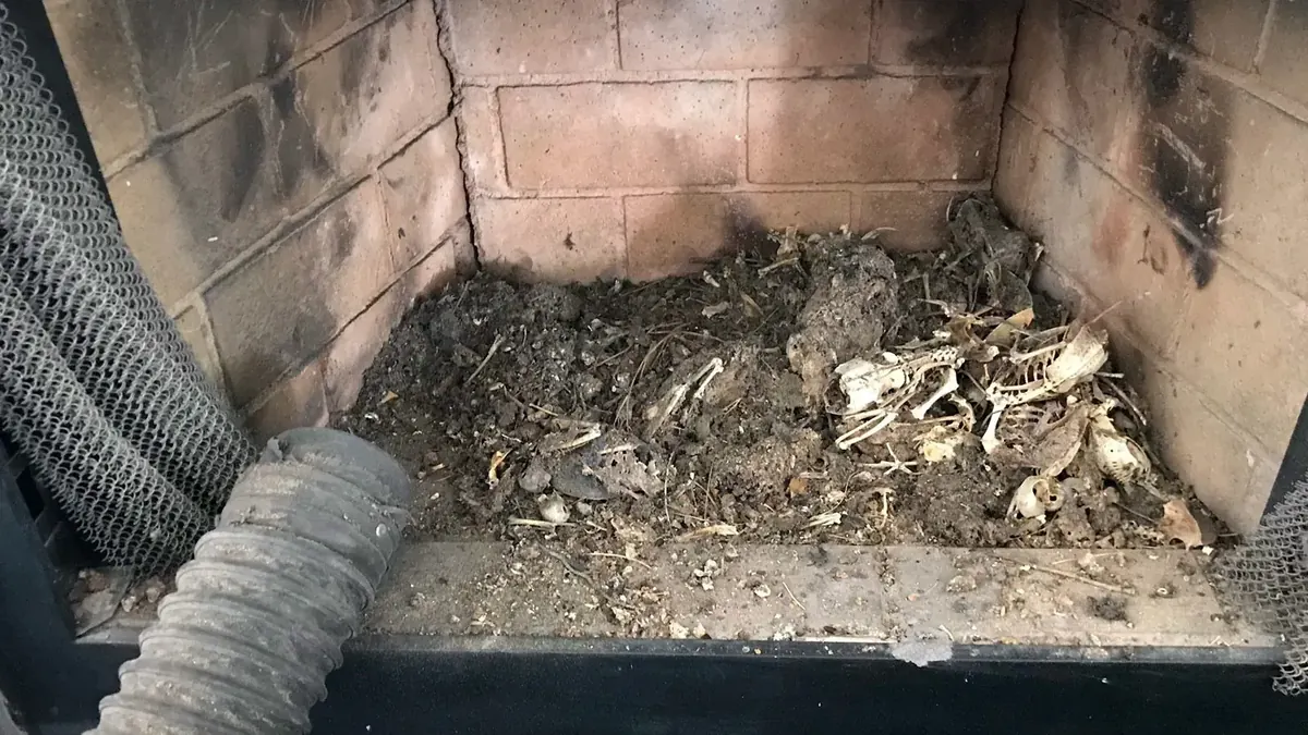 Debris and soot in a firebox before cleaning