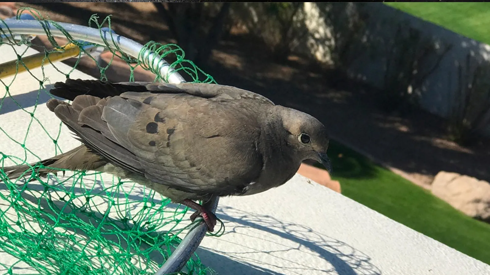 Dove caught in a net after being removed from a chimney