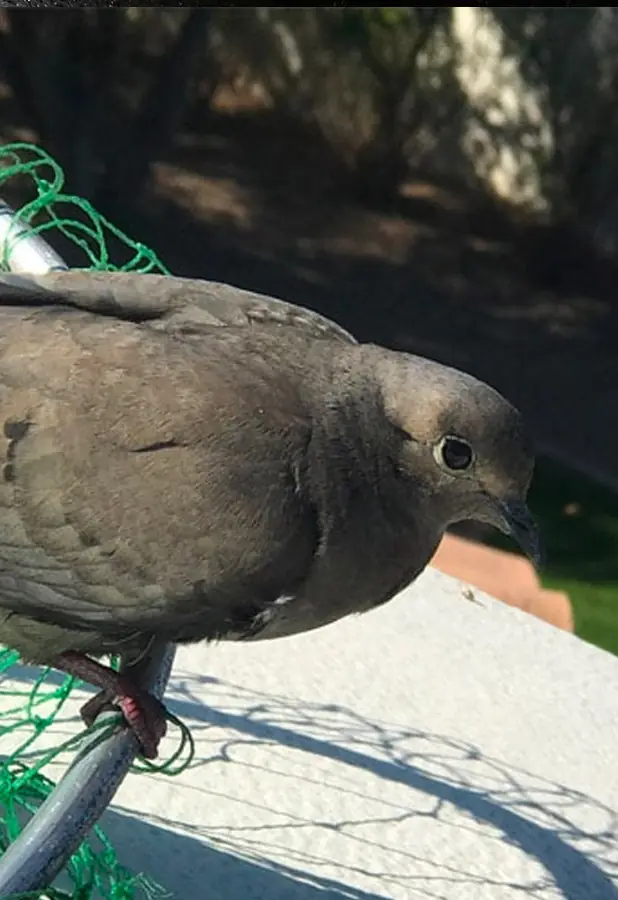 Dove removed from a chimney with a net
