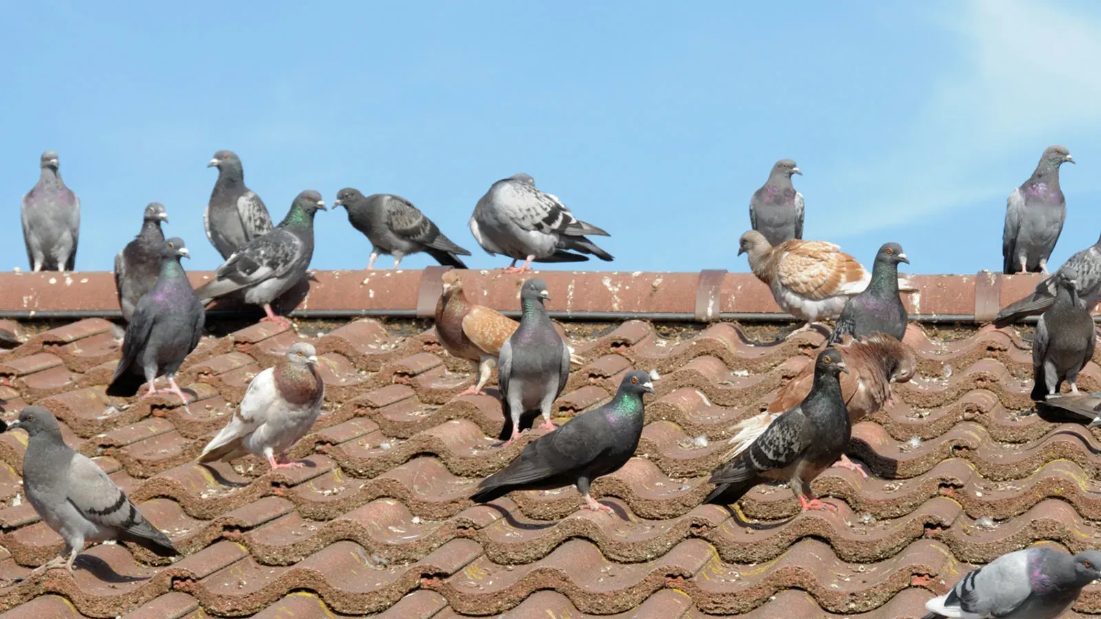 Pigeons roosting on a tile roof