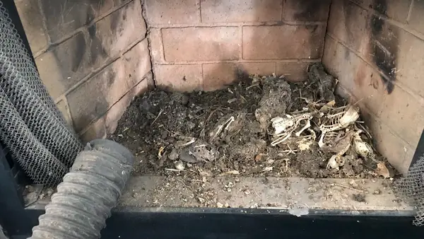 Soot and debris in a firebox