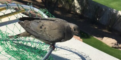 Bird-removal-from-chimney-in-Scottsdale